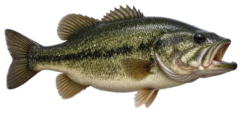 Largemouth Bass