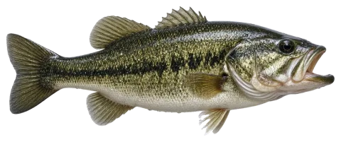 Largemouth Bass