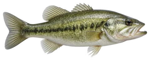 Largemouth Bass