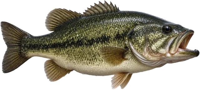 Largemouth Bass