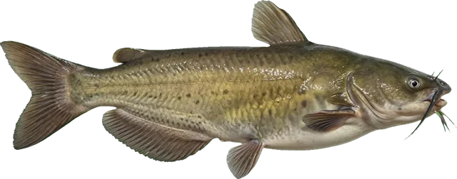Channel Catfish