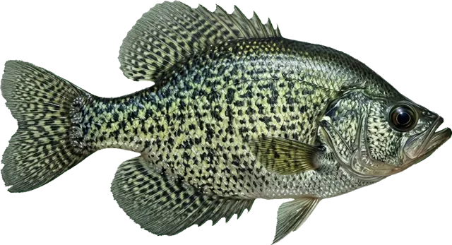 Black Crappie