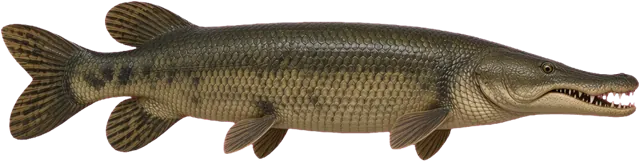 Alligator Gar