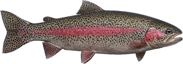 Rainbow Trout