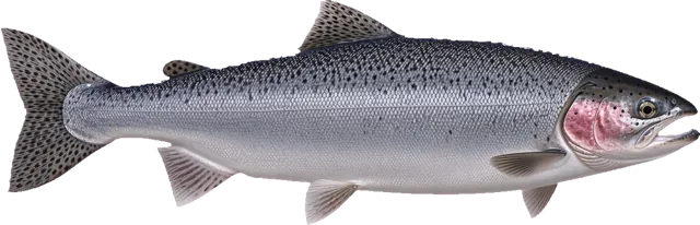Silver Salmon