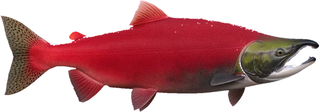 Sockeye Salmon